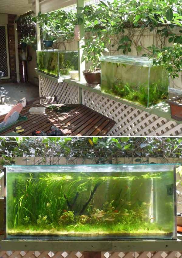22 Small Garden or Backyard Aquarium Ideas Will Blow Your Mind