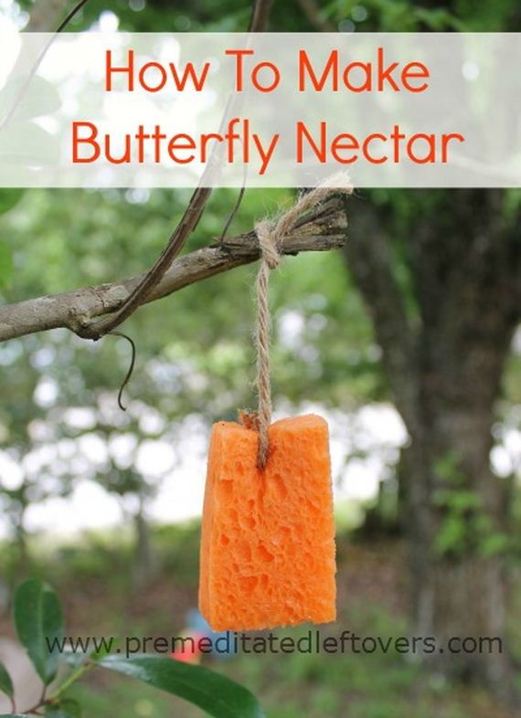 13-butterfly-feeder