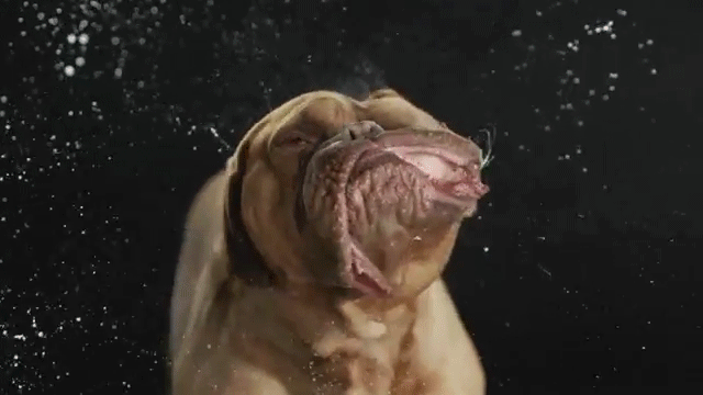 Dogs-Their-Baths