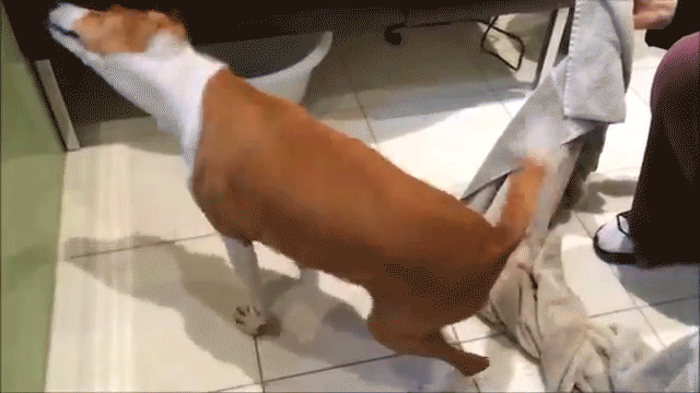 Dogs-Their-Baths