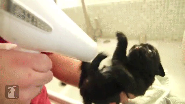 Dogs-Their-Baths