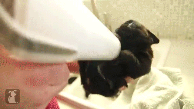 Dogs-Their-Baths