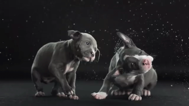 Dogs-Their-Baths