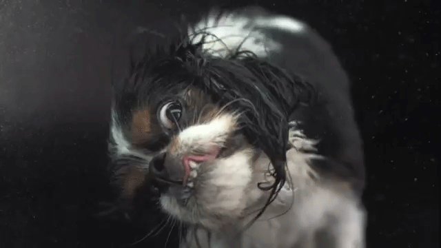 Dogs-Their-Baths