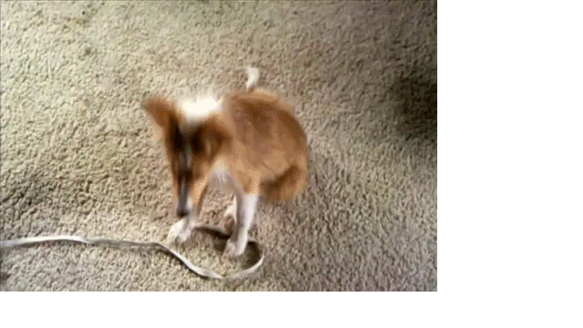 Dogs-Their-Baths