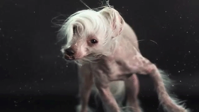Dogs-Their-Baths