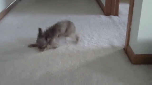 Dogs-Their-Baths
